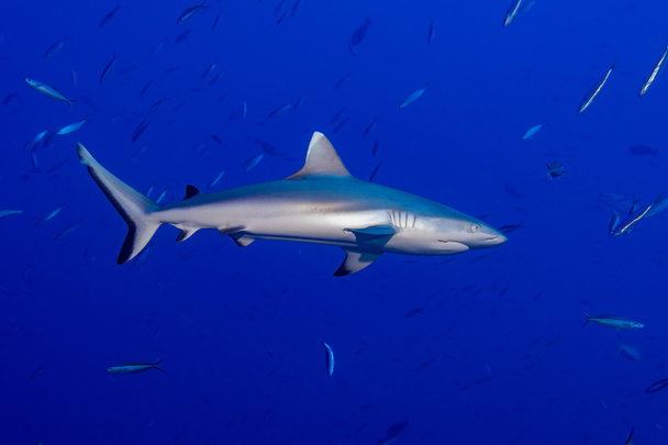 Grey shark ready to attack underwater - Φωτογραφία, εικόνα