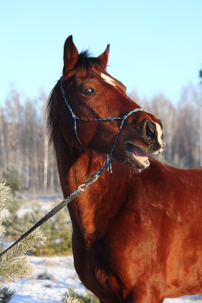 Bay horse voisin et riant
 - Photo, image