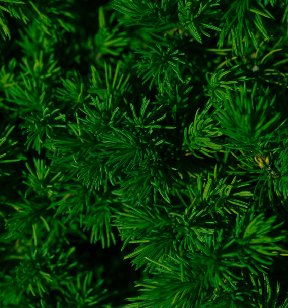 green fir tree or pine branches - Fotó, kép