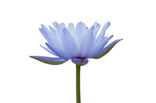 Lily água azul
 - Foto, Imagem