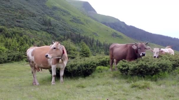 Αγελάδες στο Λιβάδι, στα βουνά, τα Καρπάθια, Ουκρανία - Πλάνα, βίντεο