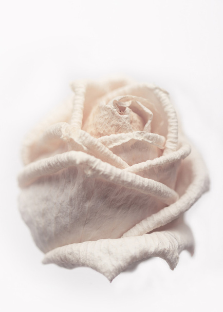 Zvadlá růže bílá - Fotografie, Obrázek