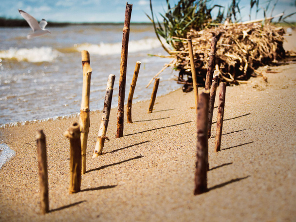 Palos de caña atascado en las filas en la arena en la orilla del lago
 - Foto, imagen