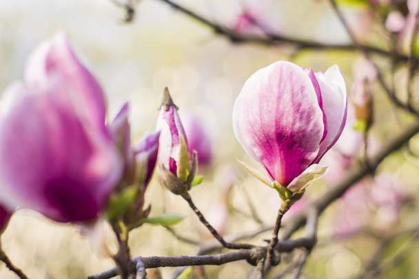 magnolia tree blossom - Foto, afbeelding