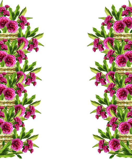  rama de hermosas flores clavel
 - Foto, Imagen