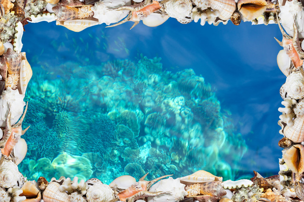 Tropikal kabukları ve mavi resif - Fotoğraf, Görsel