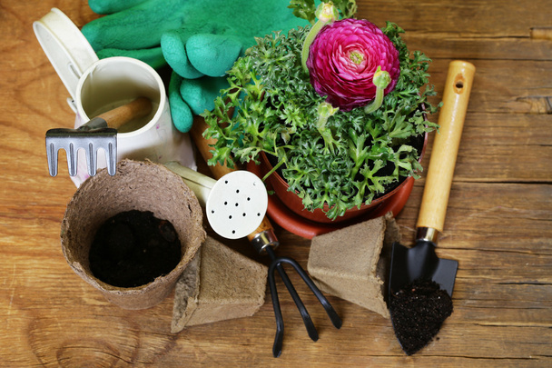 Концепция садоводства - цветок лютик в горшке и садовые инструменты
 - Фото, изображение
