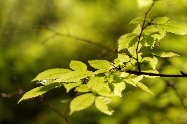 Green leaf - abstract photo - Fotografie, Obrázek