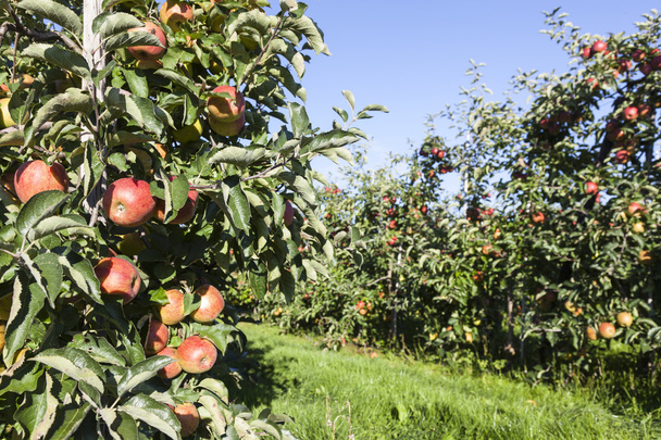 many red apples in orchard full of apple trees in sunlight with  - Photo, Image