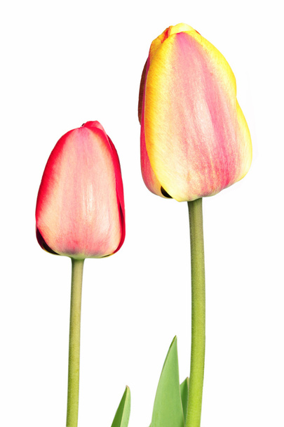 tulipán virág - Fotó, kép