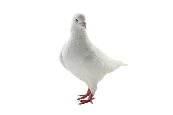 a white pigeon - Фото, зображення