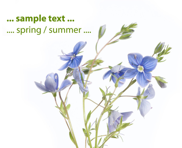 Spring flora against white background - Фото, изображение