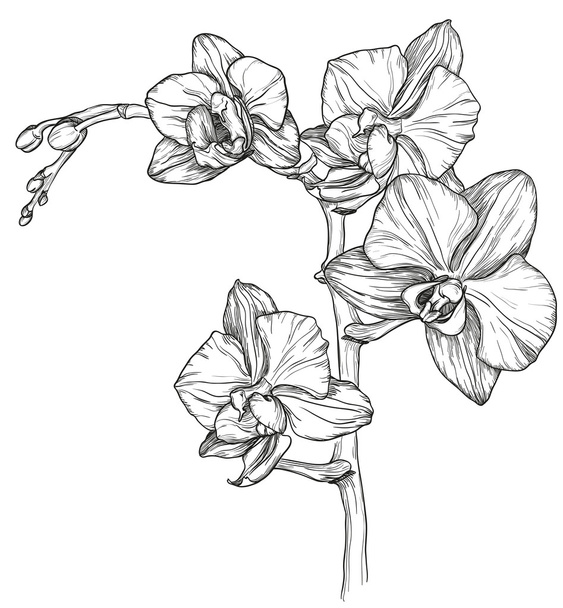 sketch of Orchid flower blossom - Vektor, Bild