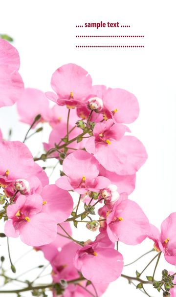 mooie bloemen tegen witte achtergrond - Foto, afbeelding