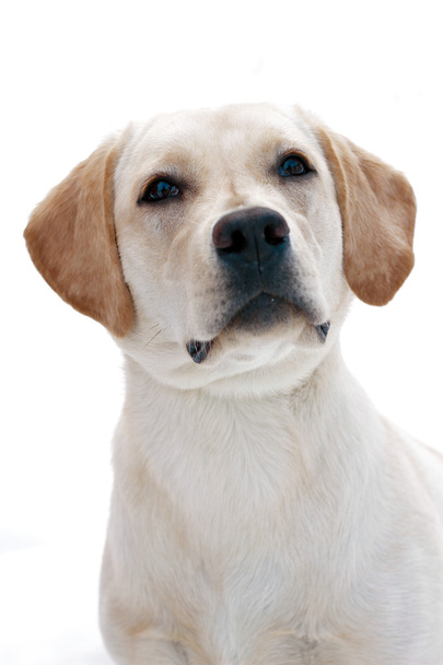 Labrador retriever - Foto, immagini