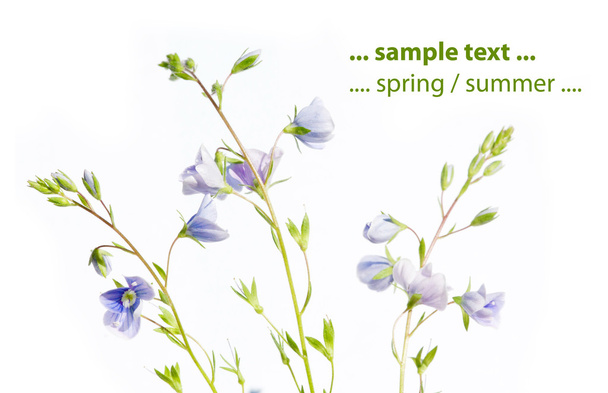Spring concept. young emerging flora against white background. - Foto, immagini