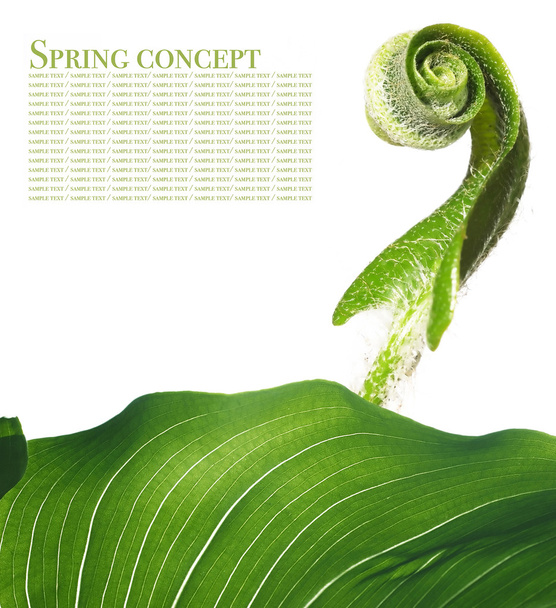 Spring concept. flora against white background. - Fotó, kép