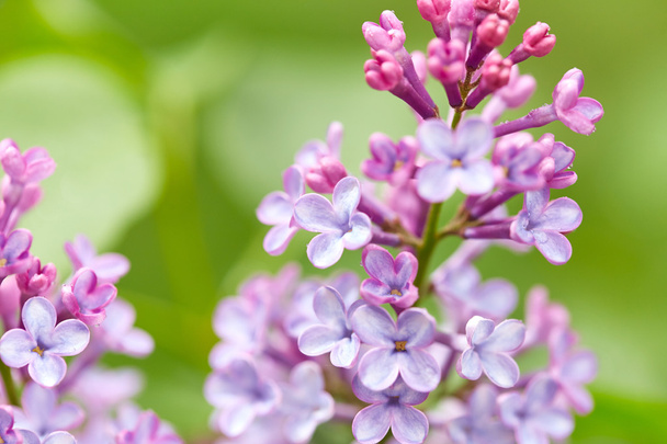 Nature background. Lilac flowers - Photo, Image