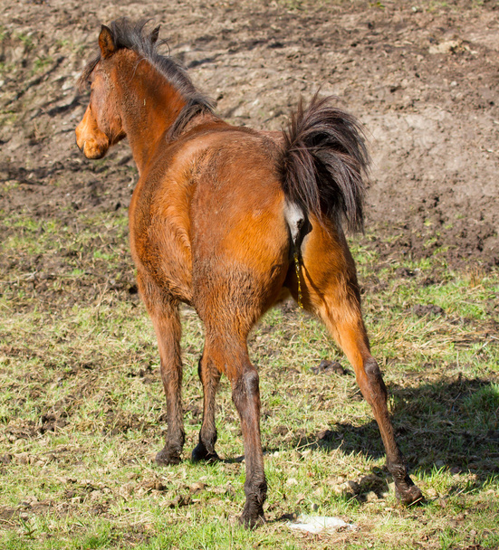 Hevosen pissaaminen
 - Valokuva, kuva