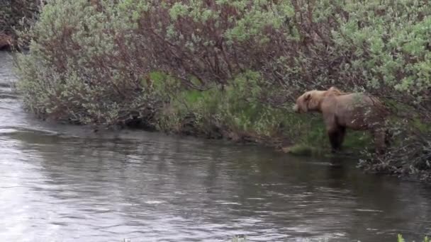 Бурый медведь ищет еду
 - Кадры, видео