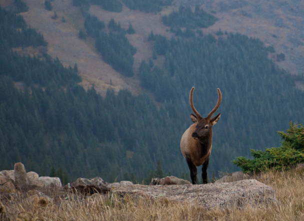 Alce de touro jovem em Mountain Ridge
 - Foto, Imagem