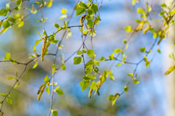 Green birch foliage branch and the blue sky in the spring - Fotografie, Obrázek