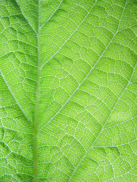 Leaf surface - Photo, Image