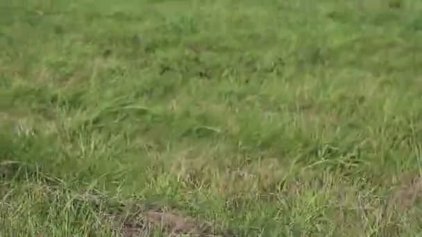 Běh přes zelené pole - Záběry, video