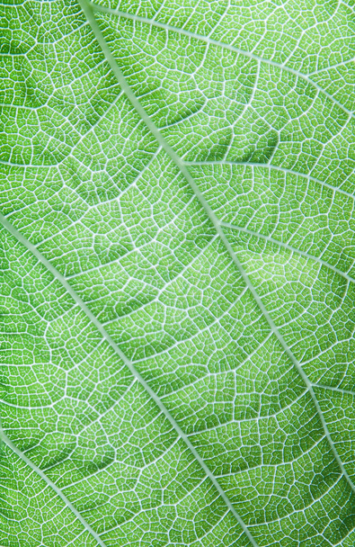葉のマクロ撮影 - 写真・画像