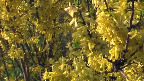 yellow flowers on the branches of a blue background - Materiaali, video