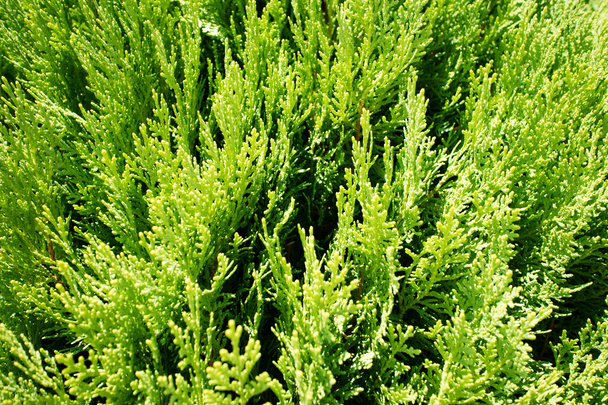 Зеленый фон Туджи
 - Фото, изображение