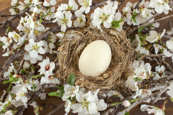 Easter egg in the nest. - 写真・画像