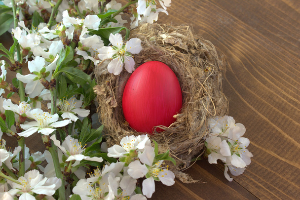 Easter egg and white flowers. - 写真・画像