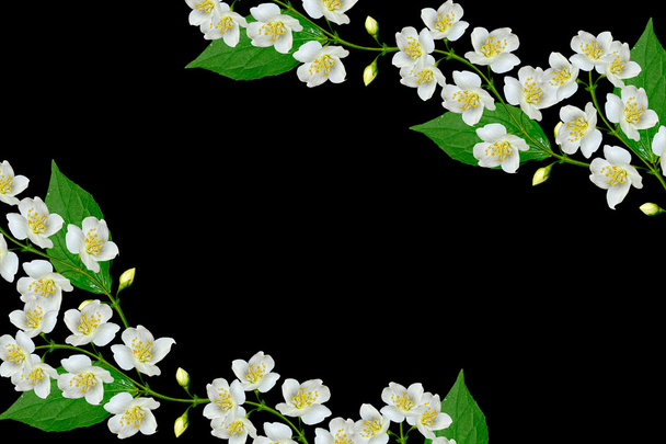 White jasmine flower.  - Фото, зображення
