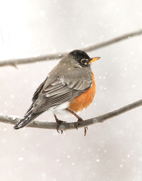 Robin en la nieve - Foto, Imagen