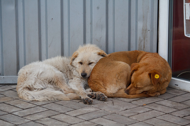 Δύο αδέσποτο σκυλί που βρίσκεται κοντά στο άλλο. Κατοικίδια ζώα - Φωτογραφία, εικόνα