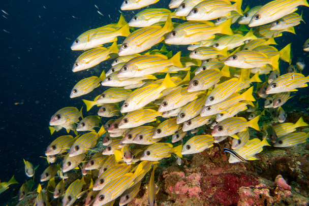 kleurrijke zoete lippen vissen ln Maldiven - Foto, afbeelding