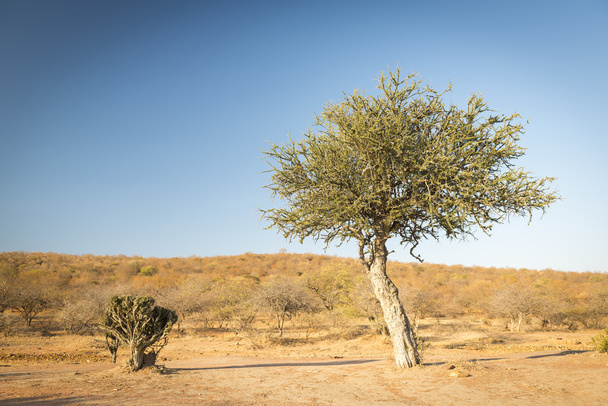 Árbol de Acacia Botswana África
 - Foto, imagen