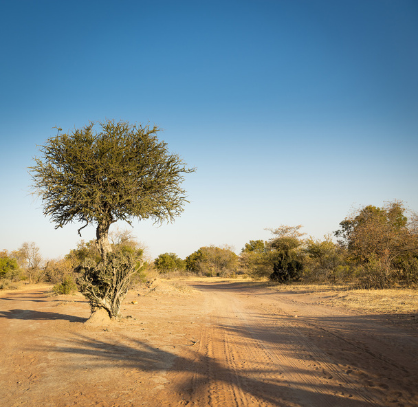 Afryka akacja drzewo Botswany - Zdjęcie, obraz