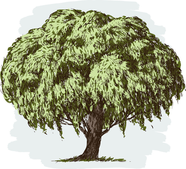 viejo árbol exuberante
 - Vector, Imagen