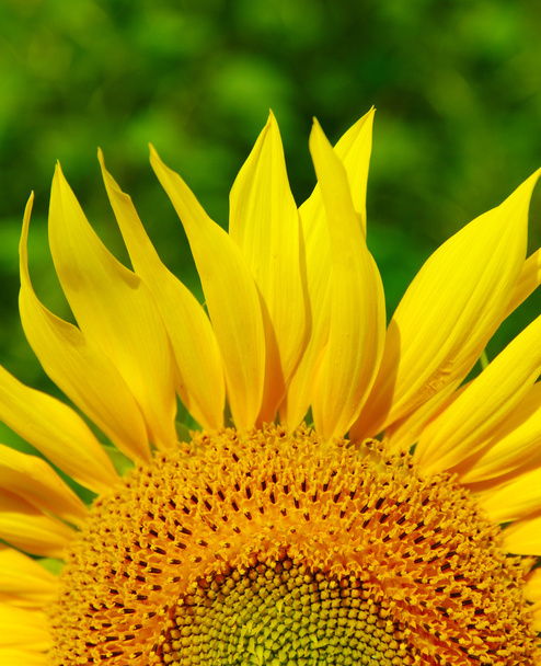 sunflower on green bokeh - Φωτογραφία, εικόνα