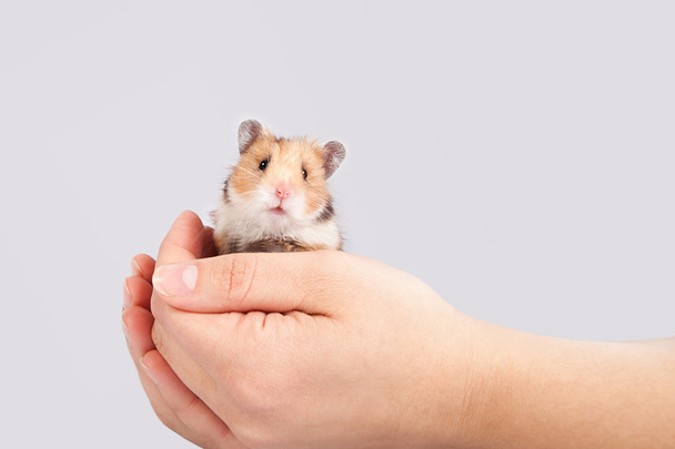little hamster in the hands of man - Photo, Image