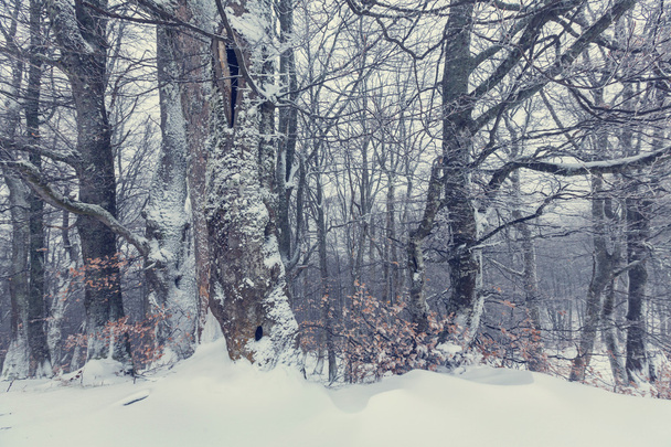 Festői hóval borított erdő - Fotó, kép