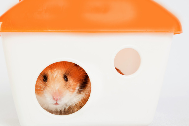 Hamster in the house - Zdjęcie, obraz