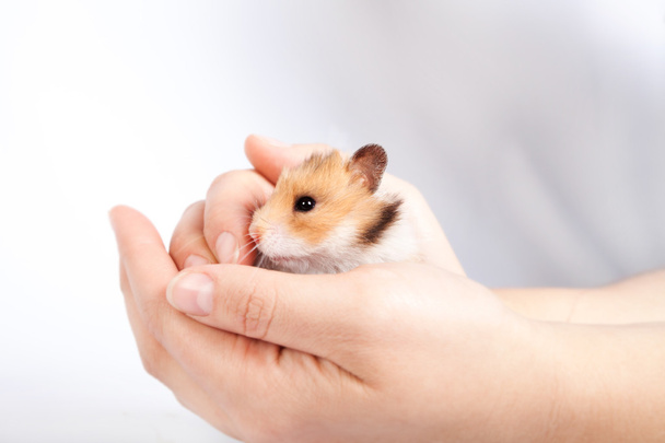 kleine hamster in de handen van man - Foto, afbeelding