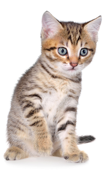 De bonte kitten korthaar - Foto, afbeelding