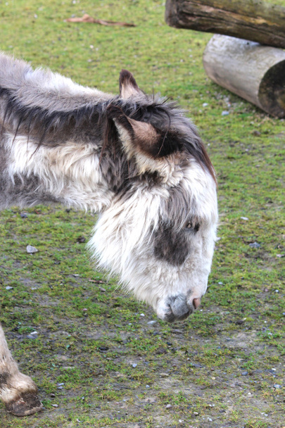 A sweet donkey - Photo, Image
