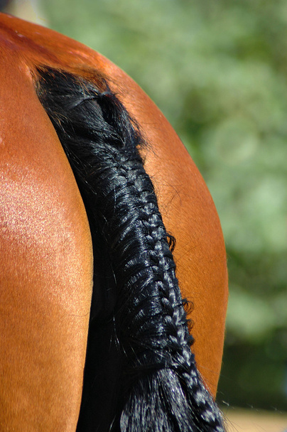 ポニー馬の尾 - 写真・画像