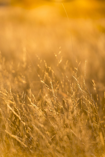 Трава в м'якому фокусі з невеликою глибиною різкості в золотому світлі заходу сонця
 - Фото, зображення