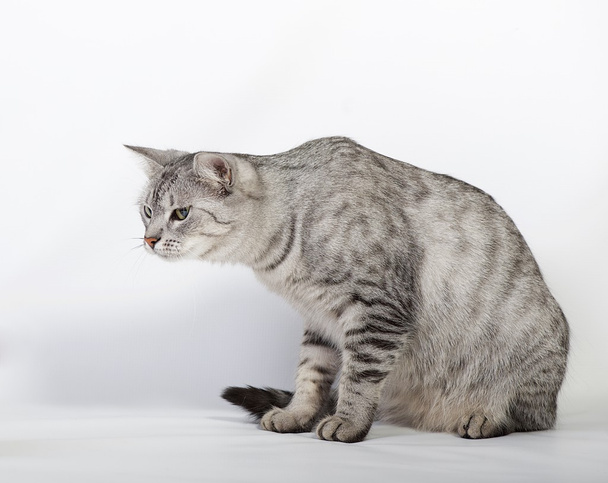 Retrato de gato curioso de olhos verdes isolado sobre fundo cinza. Foto bem-humorada de gato jovem
 - Foto, Imagem